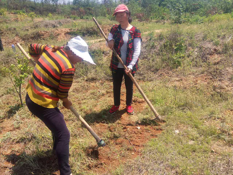 農(nóng)民工為油茶樹(shù)除草，干勁十足！