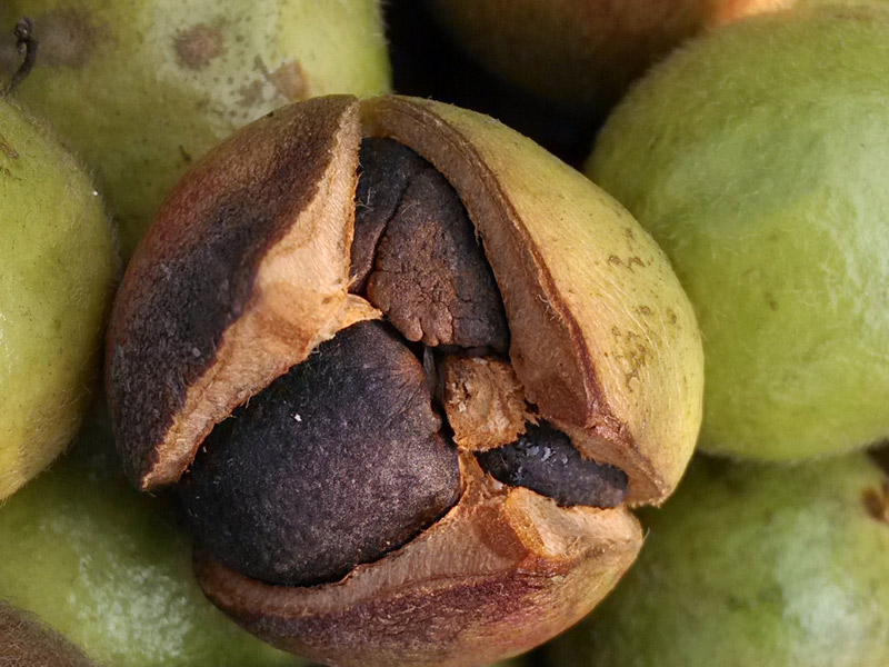 油茶籽油引領(lǐng)國(guó)內(nèi)外高級(jí)食用油市場(chǎng)