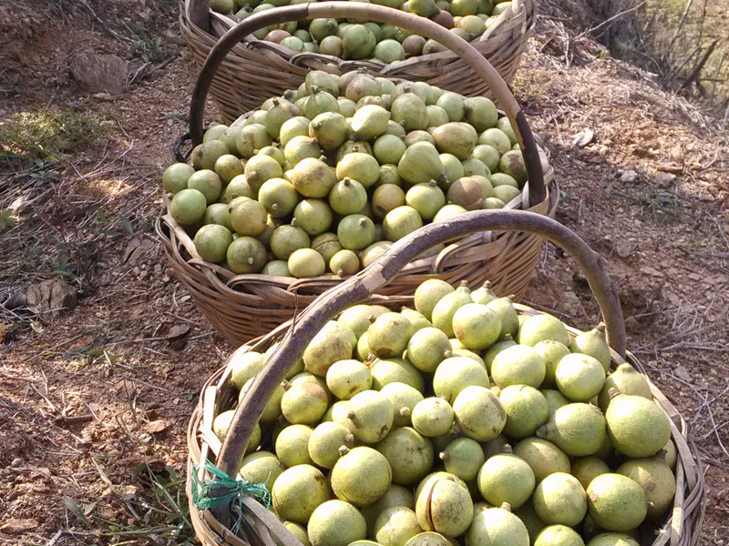 專(zhuān)家推薦，用橄欖油或茶籽油代替其他烹調(diào)用油”