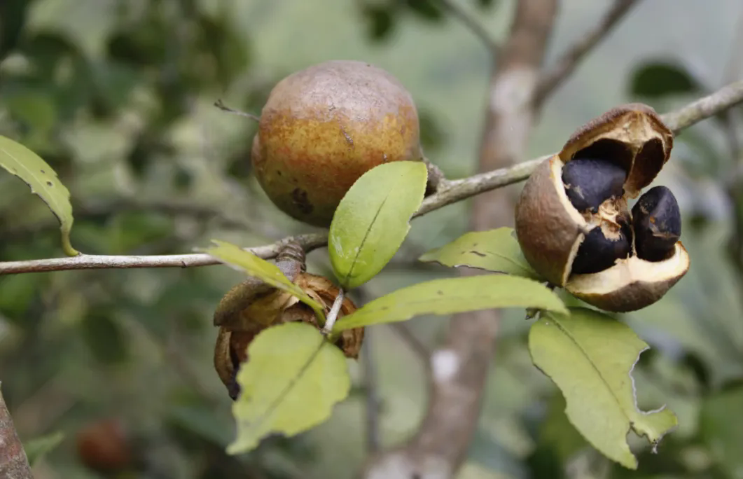 信陽市2024年中央財(cái)政油茶產(chǎn)業(yè)發(fā)展示范獎(jiǎng)補(bǔ)項(xiàng)目培訓(xùn)會(huì)召開
