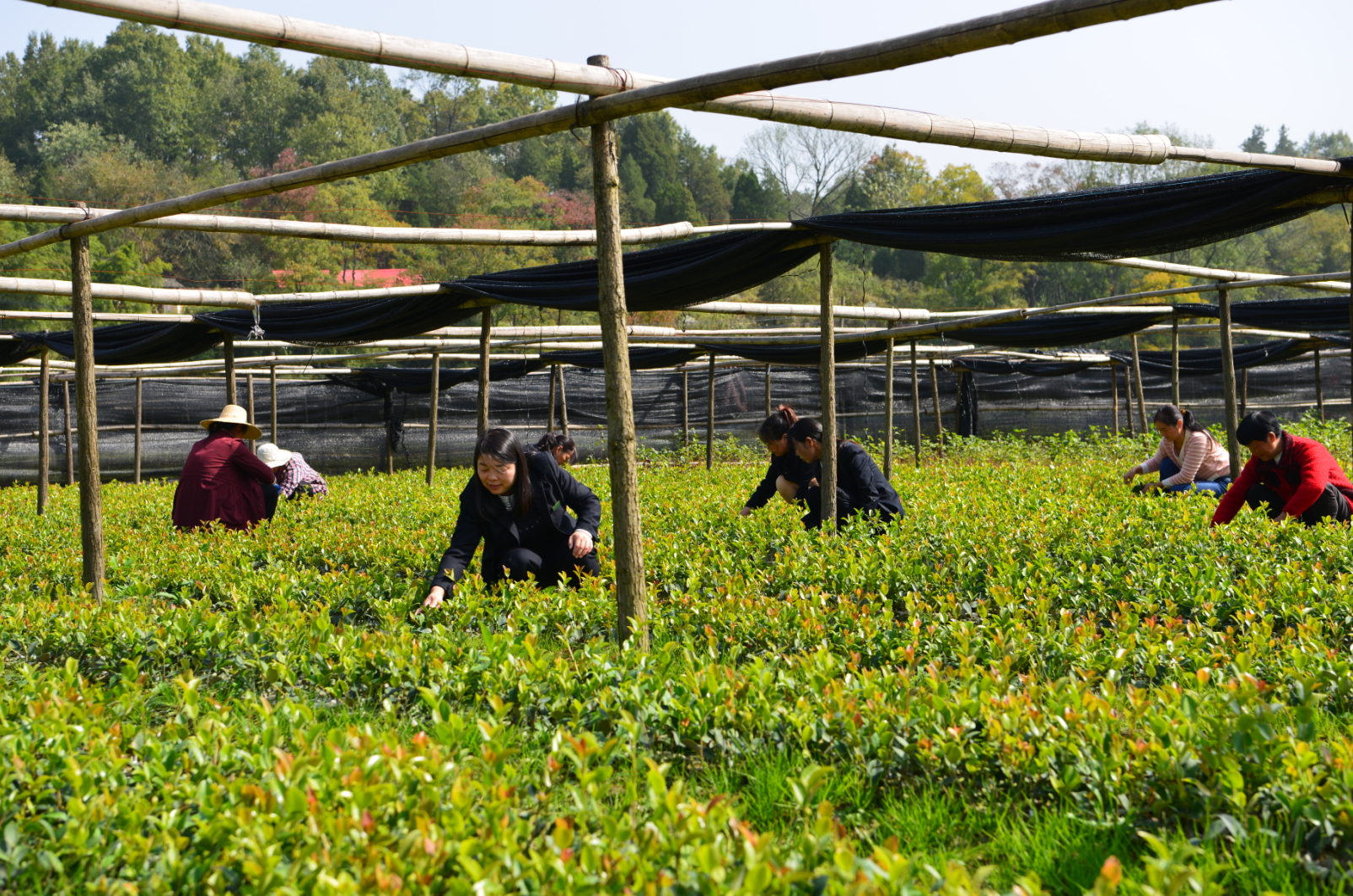 書寫“兩個更好”出彩答卷｜把油茶業(yè)做優(yōu)做大的信陽之路