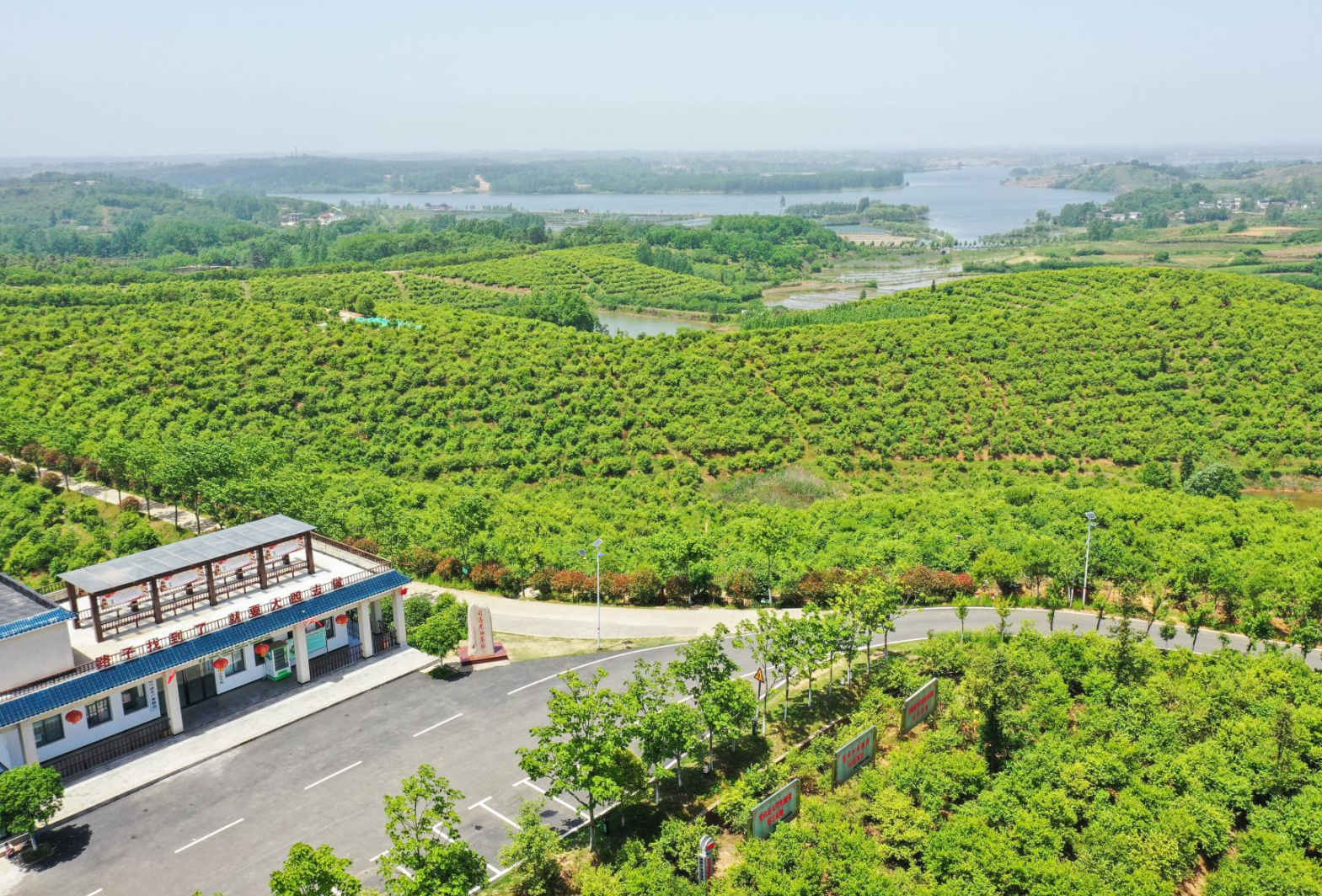 書寫“兩個更好”出彩答卷｜把油茶業(yè)做優(yōu)做大的信陽之路